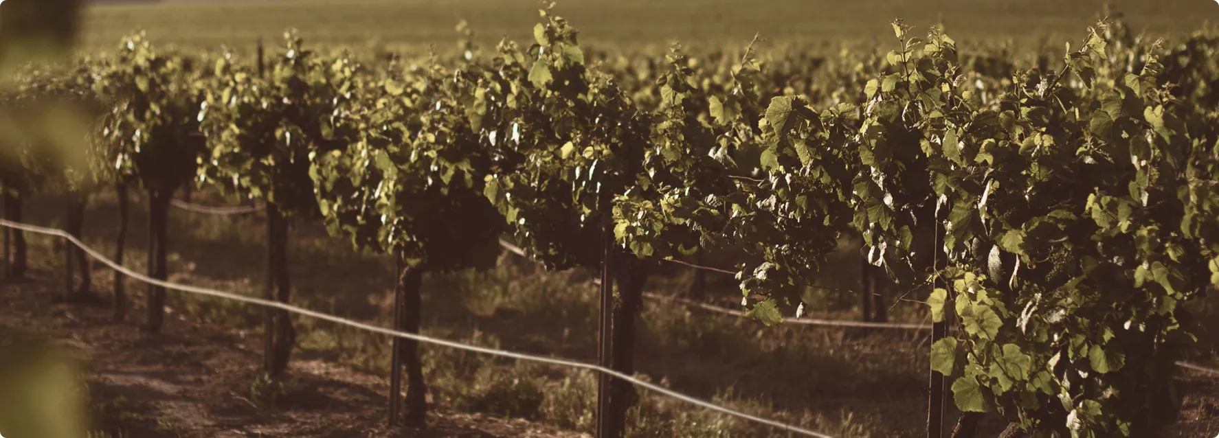 vineyard