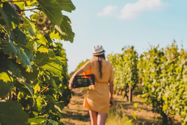 grape field